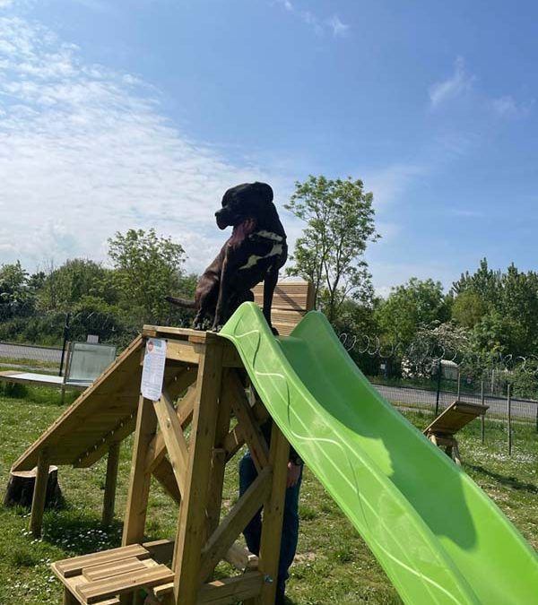 Caniland parc canin (15)