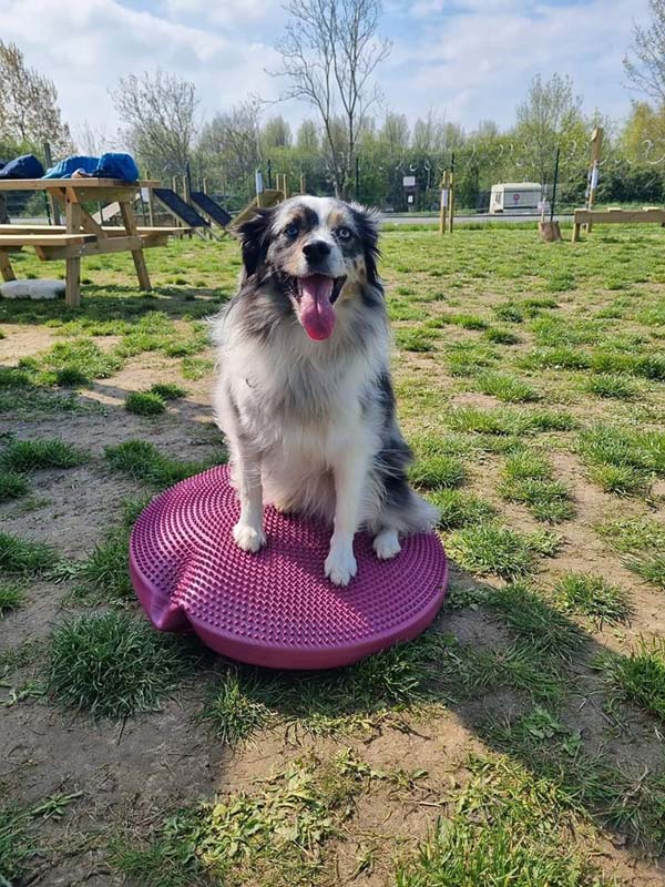 Caniland parc canin (25) Caniland parc canin (25)