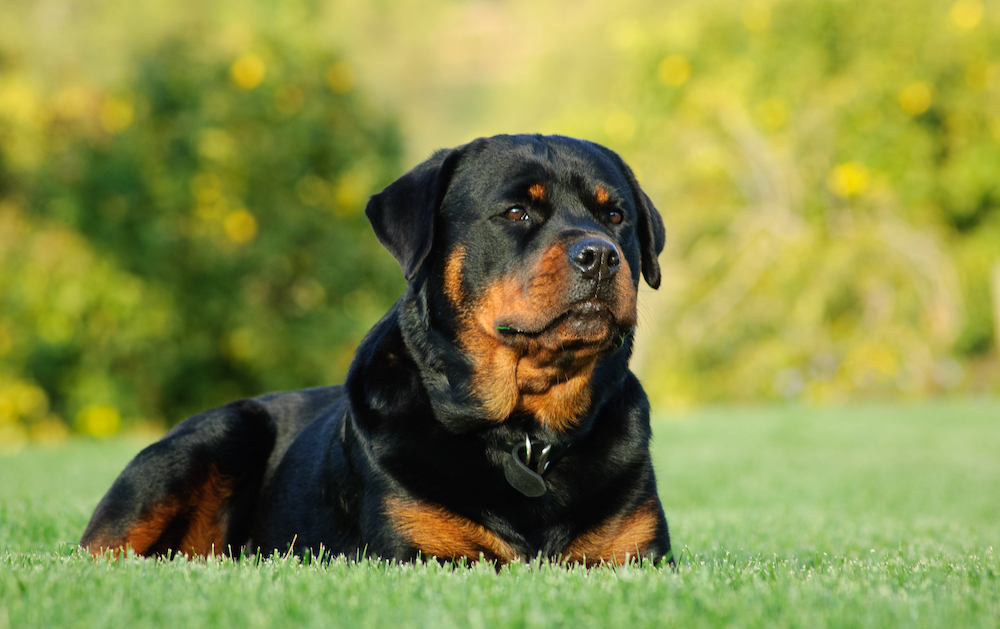 Rottweiler,Dog,Outdoor,Portrait,Lying,Down,In,Green,Grass