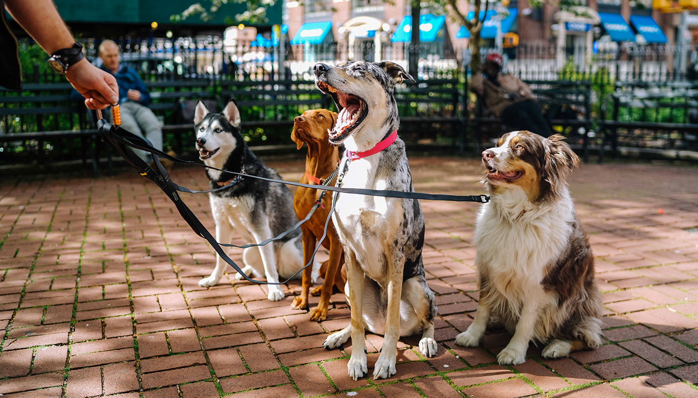 formation-education-canine-centre-gaetant-dupret