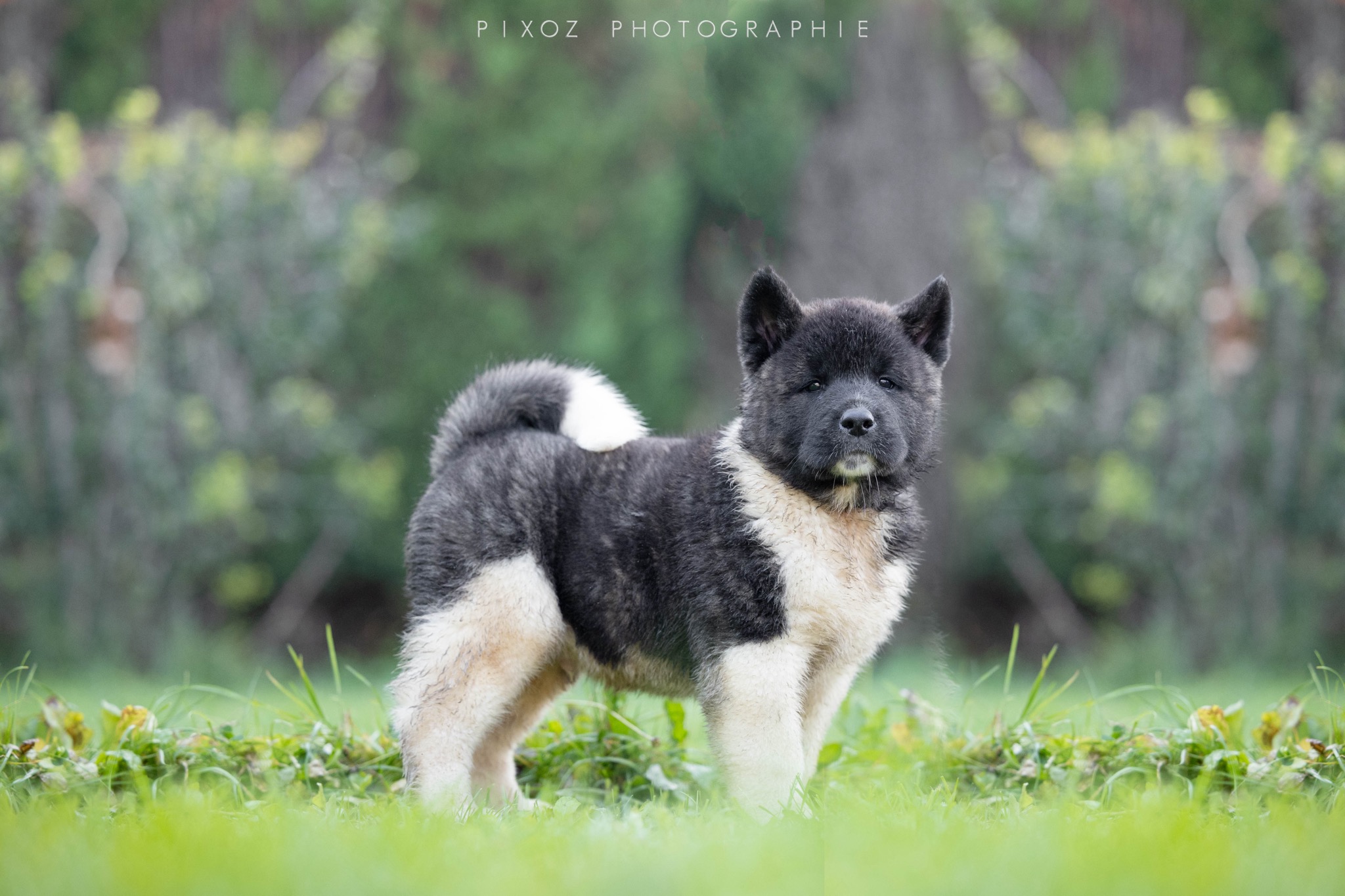 Akita inu